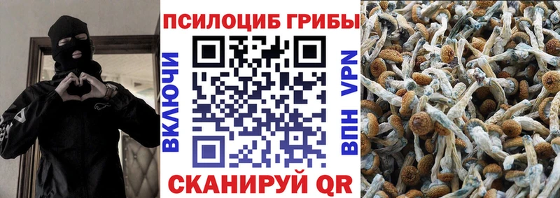 блэк спрут ССЫЛКА  Пошехонье  Псилоцибиновые грибы прущие грибы  даркнет телеграм  закладки 